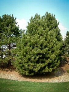 Сосна Чёрная (Pinus Nigra) купить по цене от 270.00р. в интернет-магазине «Посадика» с доставкой почтой в в Новокузнецке и по всей России – [изображение №1].