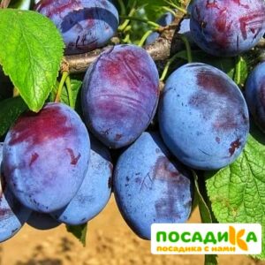 Слива Чачакская ранняя купить по цене от 229.00р. в интернет-магазине «Посадика» с доставкой почтой в в Новокузнецке и по всей России – [изображение №1].