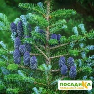 Пихта корейская (Abies koreana) купить по цене от 450.00р. в интернет-магазине «Посадика» с доставкой почтой в в Новокузнецке и по всей России – [изображение №1].