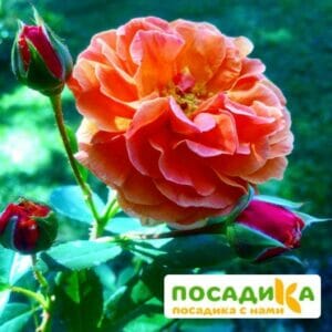 Роза Арабия купить по цене от 350.00р. в интернет-магазине «Посадика» с доставкой почтой в в Новокузнецке и по всей России – [изображение №1].