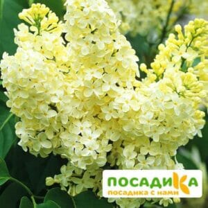 Сирень Примроуз (Primrose) купить по цене от 529.00р. в интернет-магазине «Посадика» с доставкой почтой в в Новокузнецке и по всей России – [изображение №1].