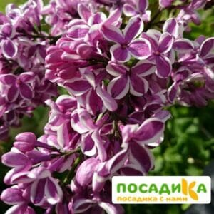 Сирень Сенсация купить по цене от 529.00р. в интернет-магазине «Посадика» с доставкой почтой в в Новокузнецке и по всей России – [изображение №1].