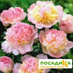 Пион Распберри Сандей (Paeonia Raspberry Sundae) купить по цене от 959р. в интернет-магазине «Посадика» с доставкой почтой в в Новокузнецке и по всей России – [изображение №1].