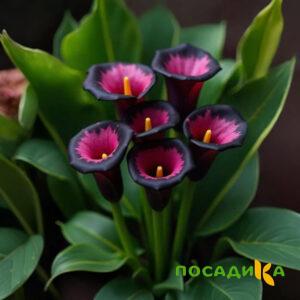 Калла Аура Лейс купить по цене от 400р. в интернет-магазине «Посадика» с доставкой почтой в в Новокузнецке и по всей России – [изображение №1].