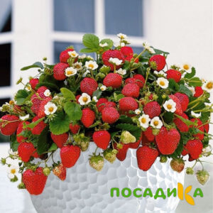Клубника Рубиновый Шепот (горшечная) купить по цене от 240р. в интернет-магазине «Посадика» с доставкой почтой в в Новокузнецке и по всей России – [изображение №1].