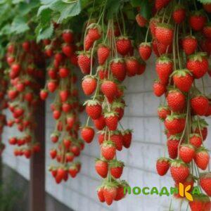 Клубника вьющаяся Комплимент купить по цене от 470р. в интернет-магазине «Посадика» с доставкой почтой в в Новокузнецке и по всей России – [изображение №1].