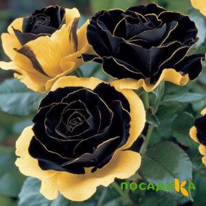 Роза Ханни Сикл купить по цене от 700р. в интернет-магазине «Посадика» с доставкой почтой в в Новокузнецке и по всей России – [изображение №1].