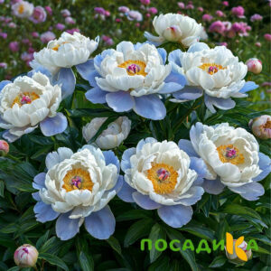 Пион акварельный Этюд купить по цене от 806р. в интернет-магазине «Посадика» с доставкой почтой в в Новокузнецке и по всей России – [изображение №1].