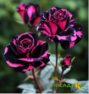 Роза Багровый Шепот купить по цене от 366р. в интернет-магазине «Посадика» с доставкой почтой в в Новокузнецке и по всей России – [изображение №1].