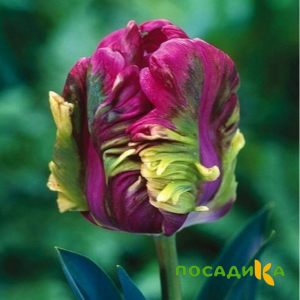 Тюльпан Экзотик Хэвен купить по цене от 186р. в интернет-магазине «Посадика» с доставкой почтой в в Новокузнецке и по всей России – [изображение №1].