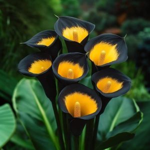 Калла Легато купить по цене от 620р. в интернет-магазине «Посадика» с доставкой почтой в в Новокузнецке и по всей России – [изображение №1].