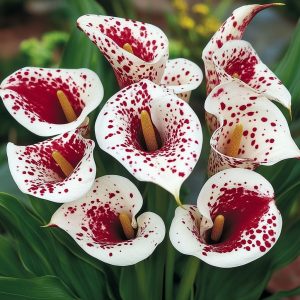 Калла Эмпайр купить по цене от 302р. в интернет-магазине «Посадика» с доставкой почтой в в Новокузнецке и по всей России – [изображение №1].