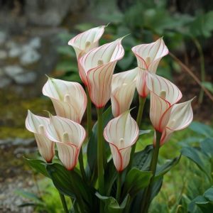 Калла Глейшер купить по цене от 299р. в интернет-магазине «Посадика» с доставкой почтой в в Новокузнецке и по всей России – [изображение №1].