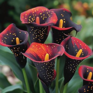 Калла Нуар купить по цене от 299р. в интернет-магазине «Посадика» с доставкой почтой в в Новокузнецке и по всей России – [изображение №1].