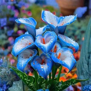 Калла Портрейт купить по цене от 292р. в интернет-магазине «Посадика» с доставкой почтой в в Новокузнецке и по всей России – [изображение №1].