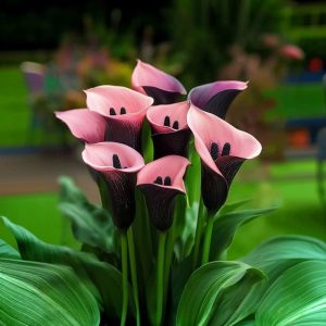 Калла Энигма купить по цене от 291р. в интернет-магазине «Посадика» с доставкой почтой в в Новокузнецке и по всей России – [изображение №1].